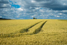 09005ih2-14df-258x173.png