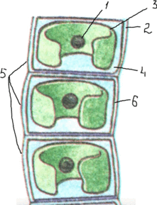 09005nhc-11a9-221x289.png