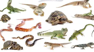 21 жовтня у світі відзначають Всесвітній день рептилій (World Reptile Day) 