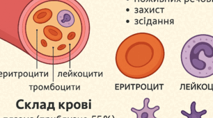 Кров. Склад крові. Функції крові. Еритроцити.Лейкоцити. Тромбоцити.