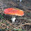 Чуприна Олена