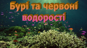 7-15НУШ-Водорості