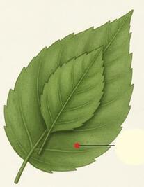 090060ng-c5cc-207x267.jpg