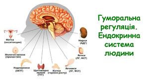 Гуморальна регуляція. Гормони, нейрогормони