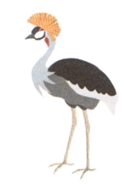 090066jy-7884-124x184.png