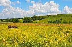 Український лісостеп — Вікіпедія
