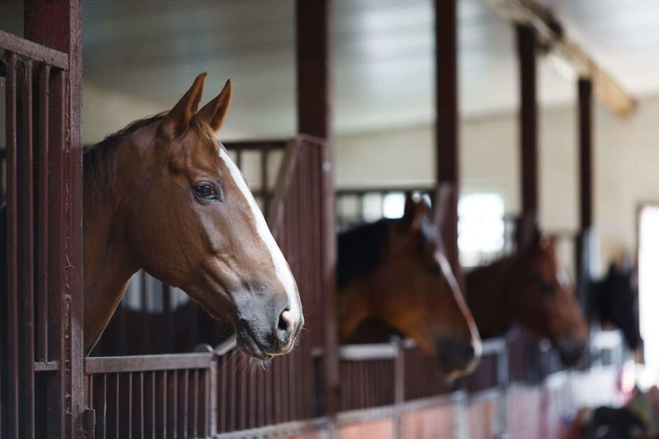 Barns Vs. Stables - What Is The Difference Between The Two