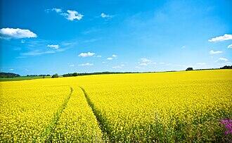 Field (agriculture) - Wikipedia