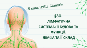 Презентація  до уроку  «§30.Лімфатична система:її будова та функції. Лімфа та її склад»  8 клас НУШ