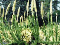 09006u38-f383-202x152.png