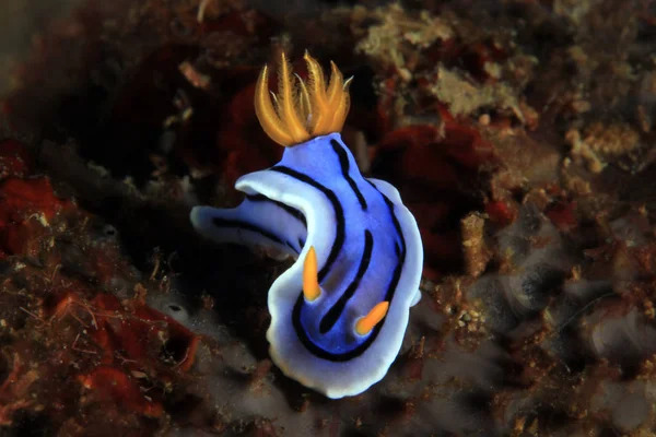 Chromodoris Nudibranch, Unidentified Species Аналао (Філіппіни)