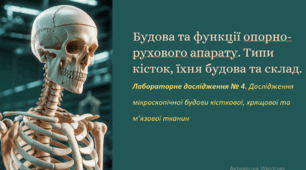 Будова та функції опорно-рухового апарату. Типи кісток, їхня будова та склад. Лабораторне дослідження № 4. Дослідження мікроскопічної будови кісткової, хрящової та м’язової тканин