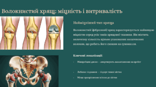 Хрящі.  Типи з'єднання кісток.  Будова скелету та його функції