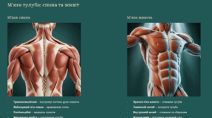 Будова та функції скелетних м’язів. Класифікація скелетних м’язів. Основні групи скелетних м’язів