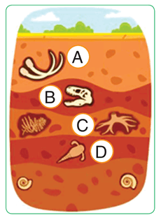 090073zl-824c-230x315.png