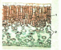 09007528-9a65-174x141.png