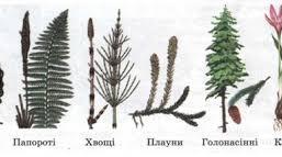 Повторення " ЗАГАЛЬНА ХАРАКТЕРИСТИКА ВИЩИХ РОСЛИН. ТКАНИНИ РОСЛИН"