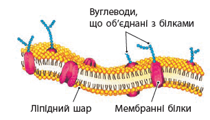 09007894-cab8-433x248.png