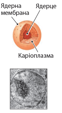 090078bu-af96-206x372.png