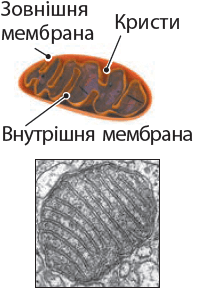 090078c1-2cd3-198x299.png