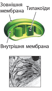 090078c7-e772-205x356.png