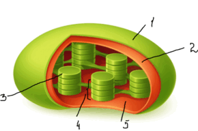 09007aga-2ab9-290x192.png