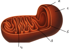 09007bs7-148a-284x201.png