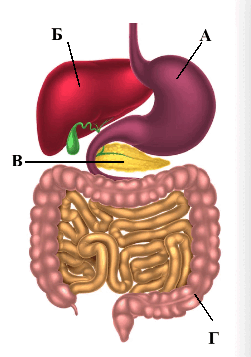 09007f8k-4921-506x718.png