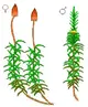 09007fds-a468-80x97.webp
