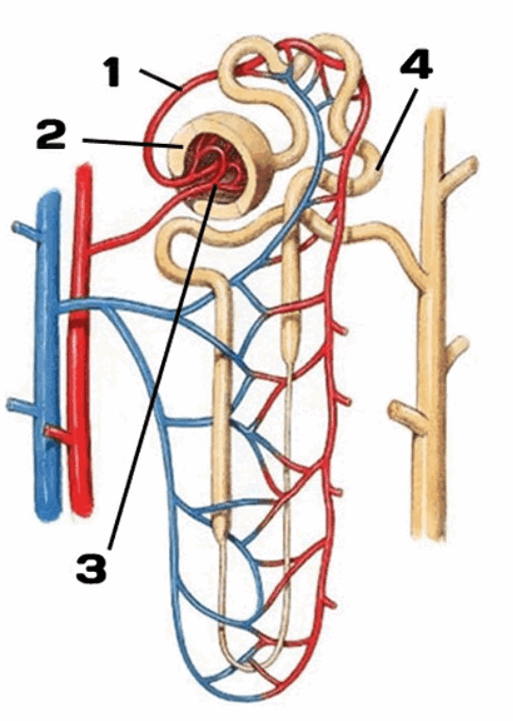 09007g3q-d02f-513x721.png