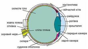 Конспект уроку для учнів 8 класу на тему: "Зорова сенсорна система. Будова ока".