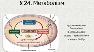 § 24. Метаболізм