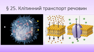 § 25. Клітинний транспорт речовин