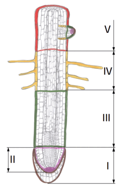 09007ili-025f-247x387.png