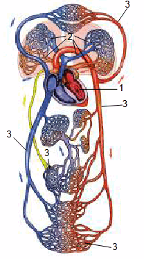 09007mhj-3227-208x375.png