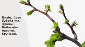 Пагін (підготовка до НМТ)