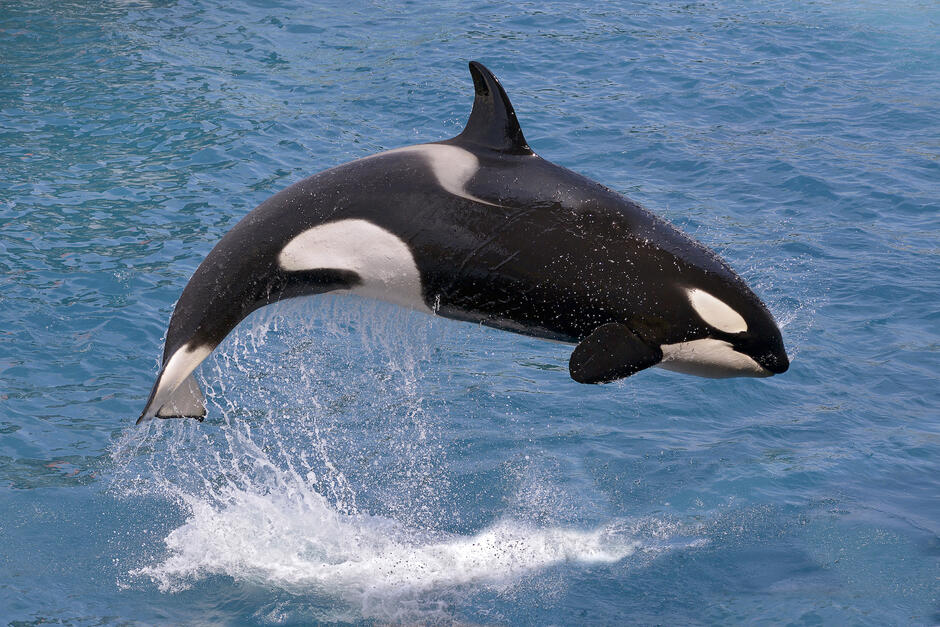 12 Killer Whale Facts | Next Level Sailing