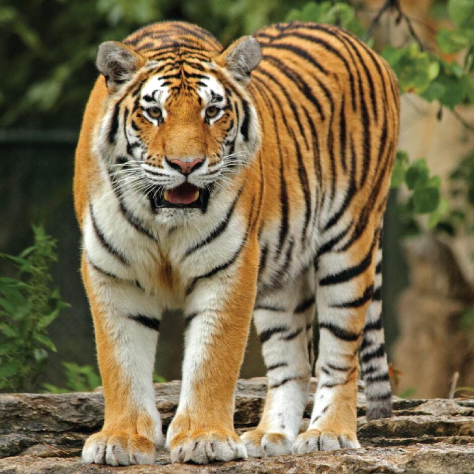 Amur tiger | Saint Louis Zoo