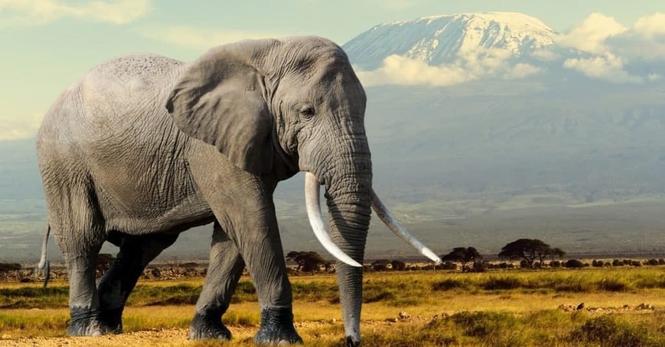 Elephant Animal Facts - A-Z Animals