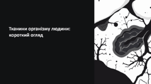 Тканини організму людини