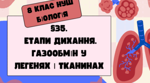 Презентація  до уроку  «§35.Етапи  дихання. Газообмін у легенях і тканинах»  8 клас НУШ