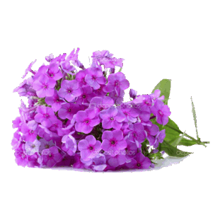 09007rhb-3828-500x500.png