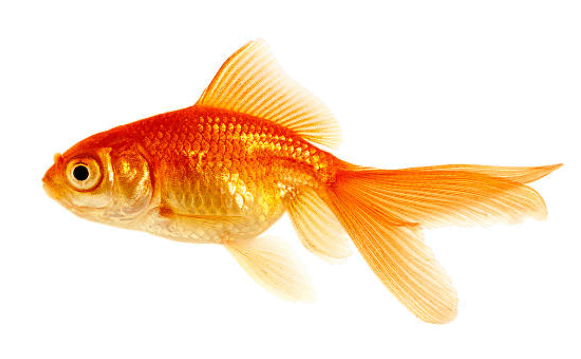 09007rvk-8f4e-581x359.png