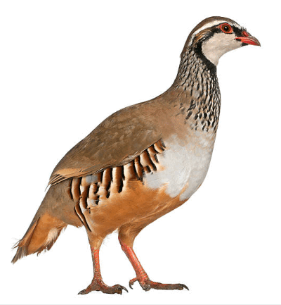 09007rvn-fef2-400x433.png