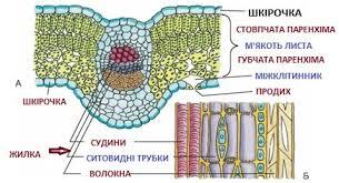 Будова та видозміни листка - BiologyBiology