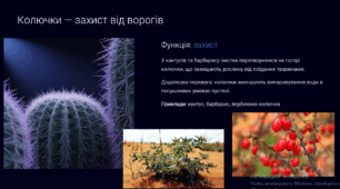 Листок - будова, функції, видозміни .