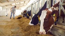 FEED PRODUCTION