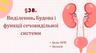 Презентація  до уроку  «§38.Виділення. Будова і функції сечовидільної системи» 