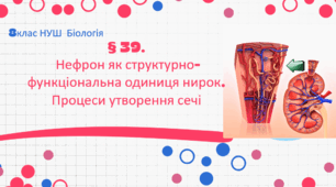 Презентація  до уроку  «§ 39.Нефрон як структурно-функціональна одиниця нирок. Процеси утворення сечі » 8клас НУШ