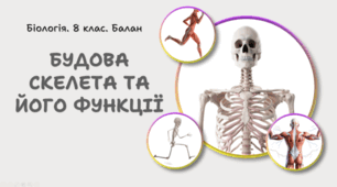 Будова скелета та його функції. 8 клас НУШ